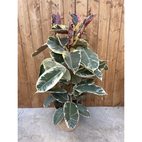 Ficus elastica