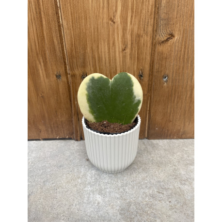 Hoya kerrii variegata