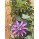 Passiflora 'Amethyst'