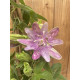 Passiflora 'Anna flora'