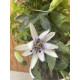 Passiflora 'Amethyst' blanche