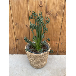 Albuca spiralis