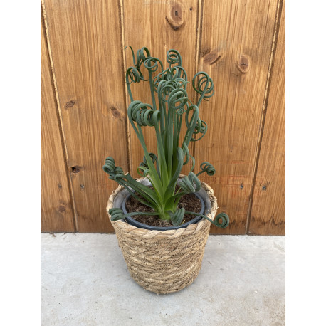 Albuca spiralis