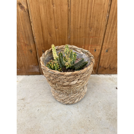 Huernia zebrina variegata