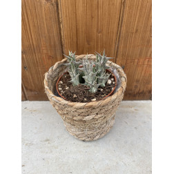 Huernia rubra