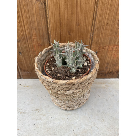 Huernia rubra