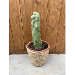 Lophocereus schottii monstruosus