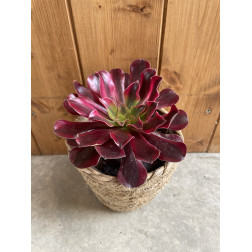 Aeonium medusa