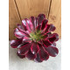 Aeonium medusa