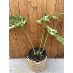 Monstera Thai constellation