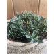 Euphorbia japonica