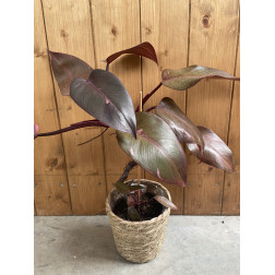 Philodendron pink princess