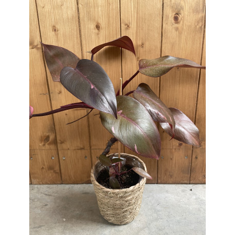 Philodendron pink princess