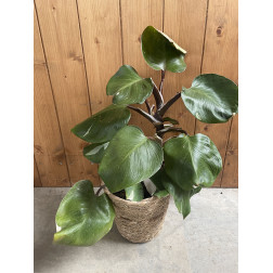 Philodendron white knight