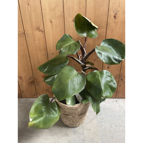 Philodendron white knight