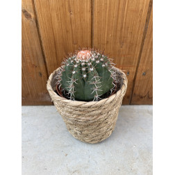 Melocactus