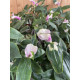 Tradescantia blushing bride