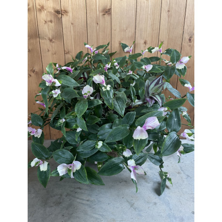 Tradescantia blushing bride