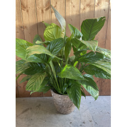 Spathiphyllum