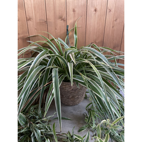 Chlorophytum