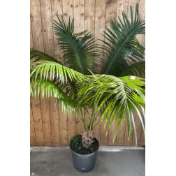 Cycas rumphii