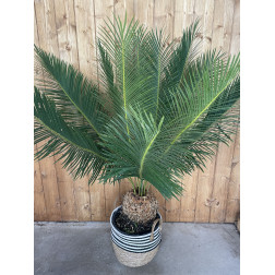 Cycas panzhihuaensis