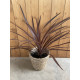 Cordyline red star