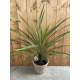 Cordyline australis