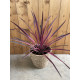 Cordyline pink passion