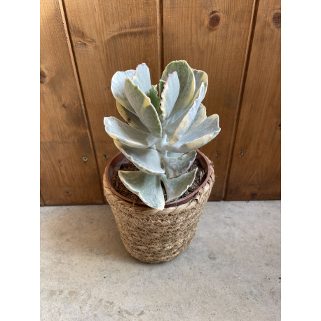 Cotyledon undulata variegata