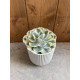 Echeveria compton carousel