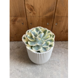 Echeveria compton carousel