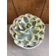 Echeveria compton carousel