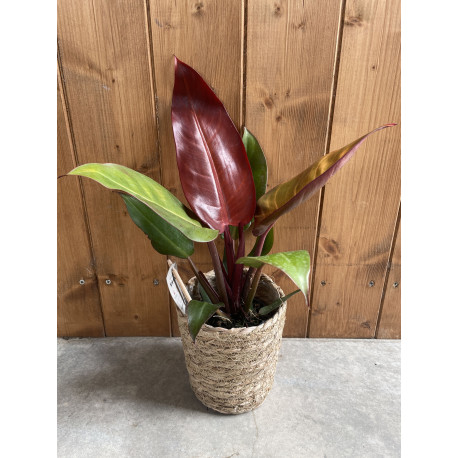 Philodendron red sun