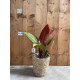 Philodendron red sun