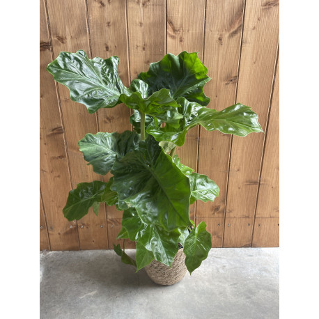 Alocasia portodora