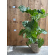 Alocasia portodora