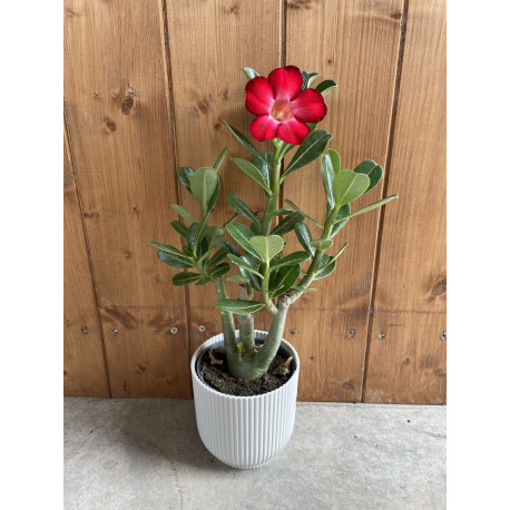 Adenium obesum blanc