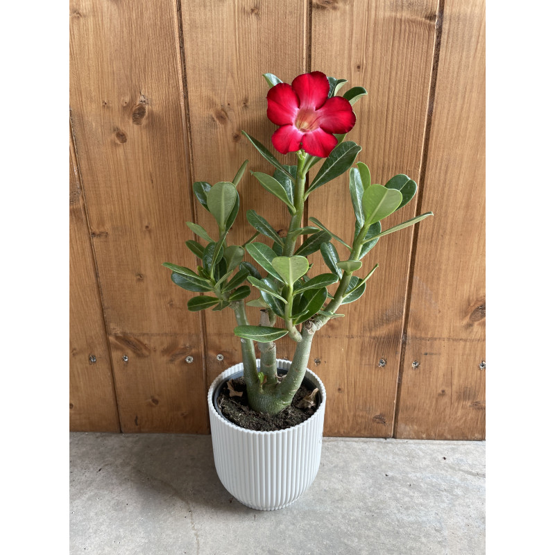 Plante En Pot Fleur Rouge Desert Rose