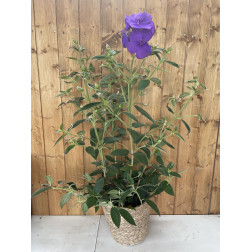 Tibouchina urvilleana