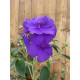 Tibouchina urvilleana