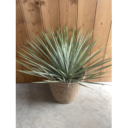 Yucca rostrata