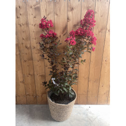 Lagerstroemia indica "double dynamite"