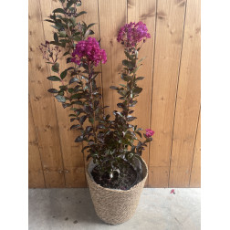 Lagerstroemia indica "Rhapsody in blue"
