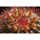 Ferocactus stainesii