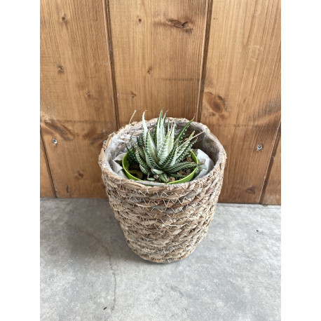 Haworthia fasciata variegata