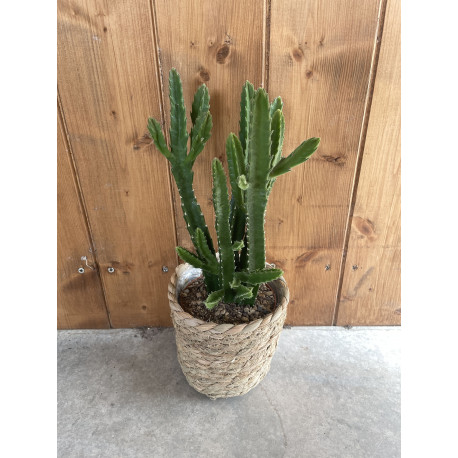 Stapelia grandiflora