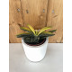 Gasteria variegata