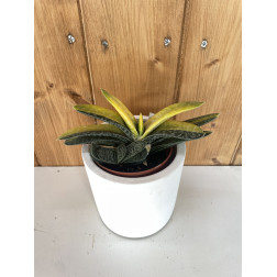 Gasteria variegata