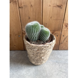 Notocactus leninghausii blanc